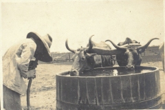 Cattle02