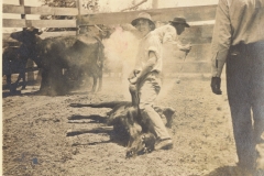 Cattle03