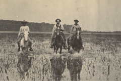 Cattle04