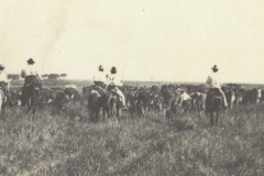 Cattle06