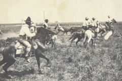 Cattle09